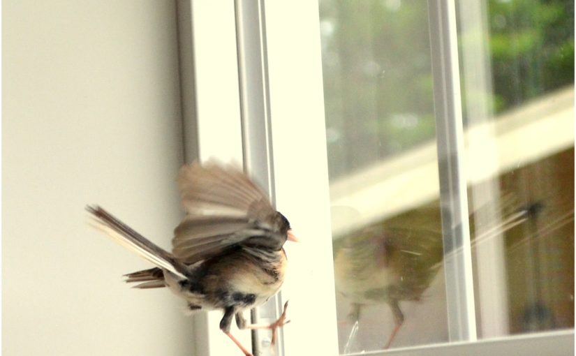 Bird trapped inside closed window