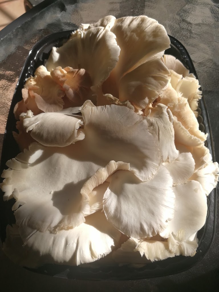 Jamaica Exotic Mushrooms