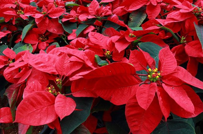 In search of Poinsettias…or so I thought….