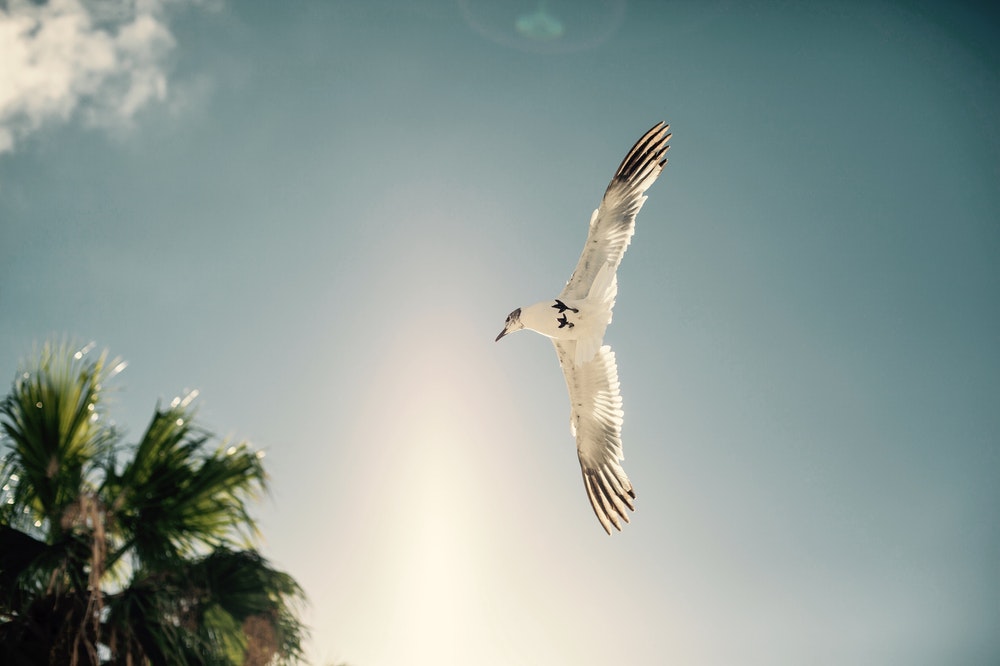 Bird soaring free