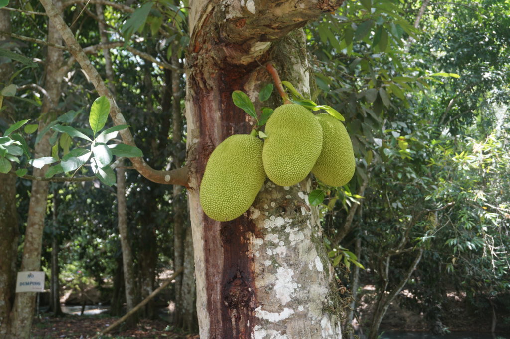 Jackfruit growing neat the banks of the White River, Hidden Beauty, Jamaica