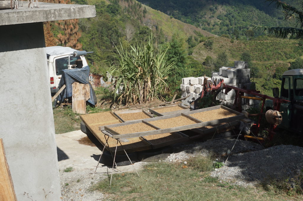 Jah B's coffee beans drying