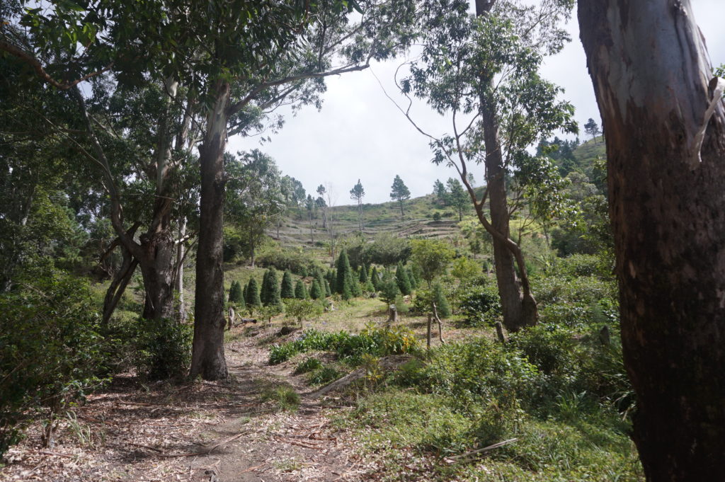 Coffee, escallion and CHRISTMAS TREES are the crops cultivated in the foothills of the Blue Mountains