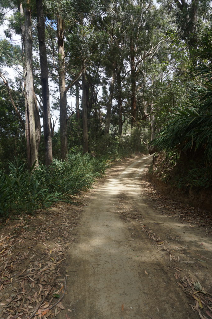 Forest bathing in the foothills of the Blue Mountains