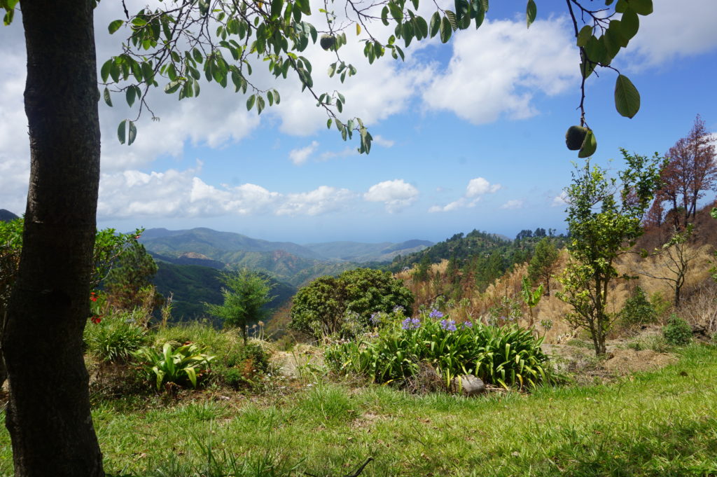 View from my spot under the custard apple tree at Jah B's Place