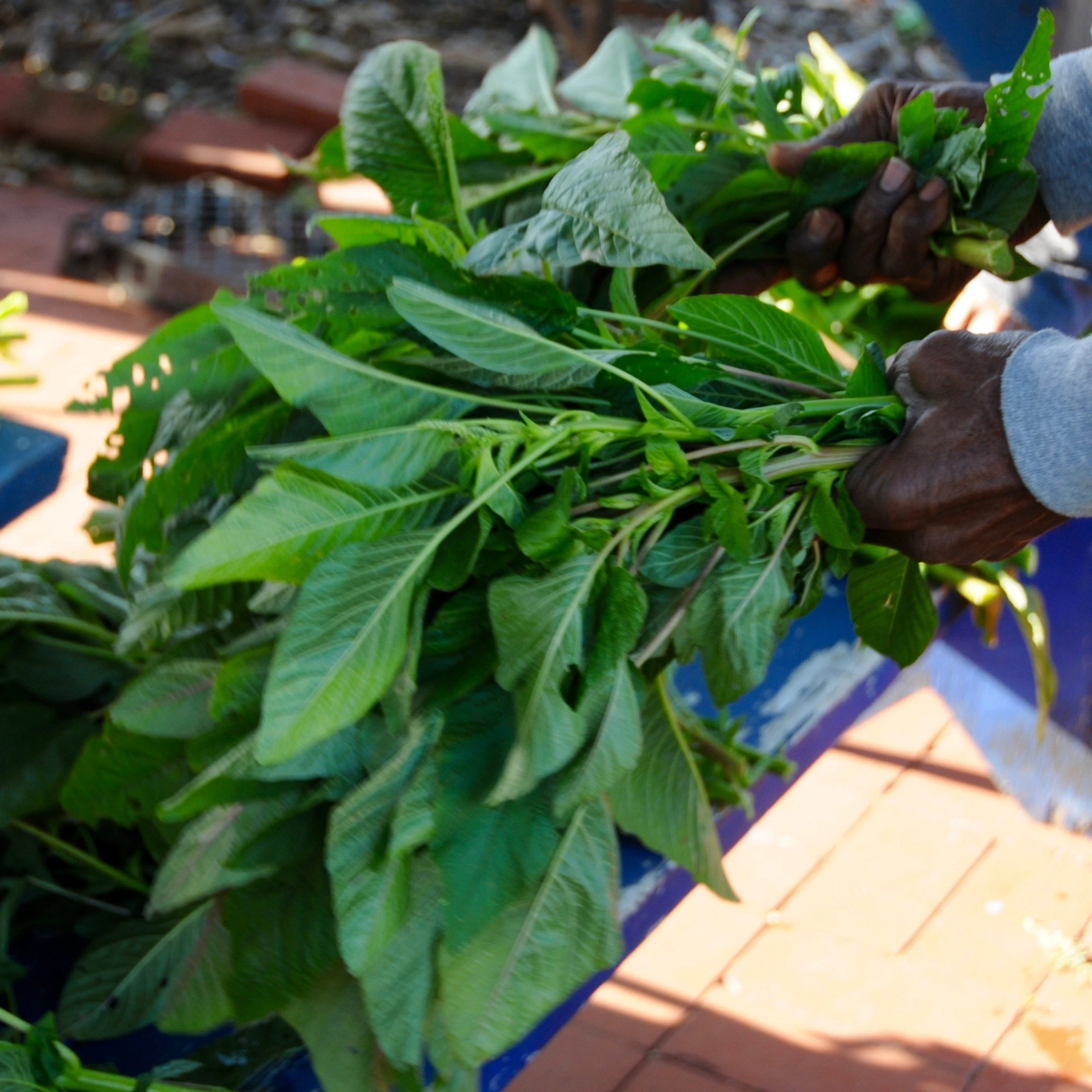 Glorious, fresh callaloo! 
Photo credit: TrueLove Seeds