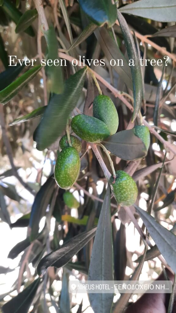 Olives on a tree